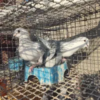 6 جفت بدرنگ شامی افغان