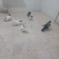 کبوتر فروشی همه پرشی