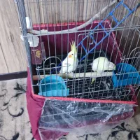 پرنده