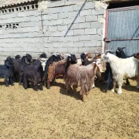 کهره ، بره ، بز|حیوانات مزرعه|شیراز, فرهنگیان|دیوار