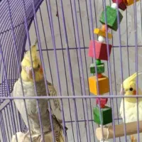 عروس هلندی گم شده