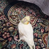 فروش عروس هلندی ماده