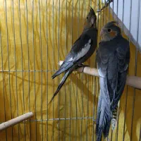 جفت عروس مولدباجوجه|پرنده|شیراز, انجیر|دیوار