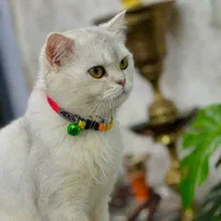 گربه چینچیلا نر ۳ساله عقیم نشده|گربه|تهران, چهارصد دستگاه|دیوار