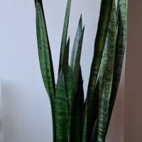 سانسوریا ریشه پر