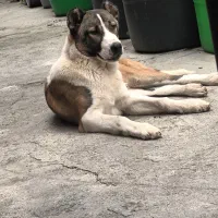 سگ سرابی پژدر خراسانی