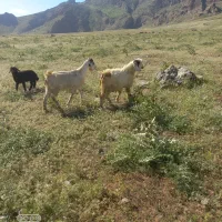 حیوانات مزرعه
