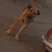 واگذاری سگ عراقی