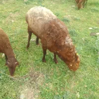 گوسفند نر بالاجاده