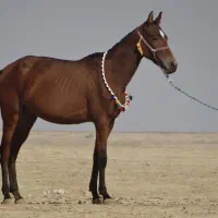 مادیان دوساله ترکمن مدارک داره