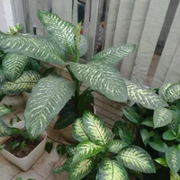 گل دفین و پتوس|گل و گیاه طبیعی|اصفهان, میرعماد|دیوار