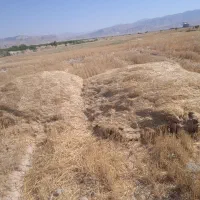 کاه