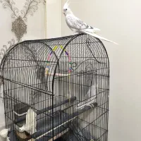 جفت عروس هلندی ایزابلا اصیل