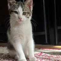 واگذاری گربه،۳ ماهه، دستی، خشگل