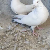 کبوترپرصدا دار|پرنده|فرخ‌شهر, |دیوار