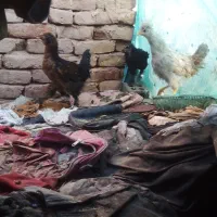 جوجه مرغ و خروس کاکلی و پرپا|حیوانات مزرعه|سبزوار, هویزه|دیوار