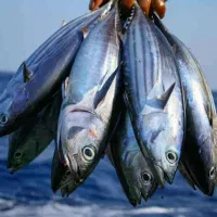 محل مناسب ماهیگیری