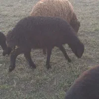 بره قزل افشاری اصل|حیوانات مزرعه|لالجین, |دیوار