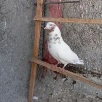 کفتر