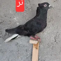 کفتر دمسفید طوقی