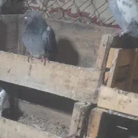 کفتر پلاکی دارم برایه فروش