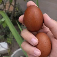 پیش خریدتخم و جوجه مارانس