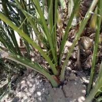 فروش‌نه‌عدد‌پاجوش‌برحی‌بزرگ‌‌قیمت‌توافقی|گل و گیاه طبیعی|خرمشهر, |دیوار