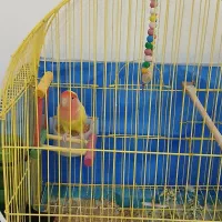 کوتوله برزیلی