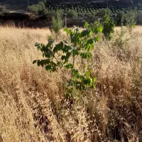 باغ-درجاده-اصلی-بعد-امین-الله