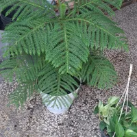 همه مدل گل طبیعی