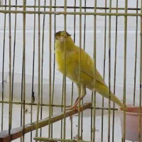 قناری نر مست مست ماده گیر