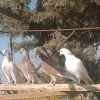 کبوتر پرشی جوجه ساعت بالا