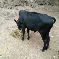 گاو نر فروشی