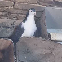 جفت اصفهانی با دو تا تخم|پرنده|بافق, |دیوار