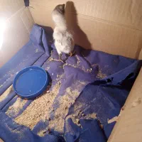 جوجه لاری اصل