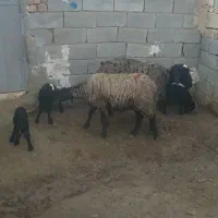 میش دوقلوزا وتک قلوزا