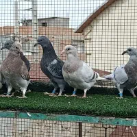 جوجه پلاکی|پرنده|مشهد, ترمینال|دیوار