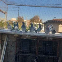 کبوتر|پرنده|گنبد کاووس, |دیوار