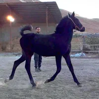 اسب