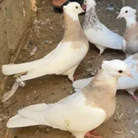 کبوتر طوقی|پرنده|بردخون, |دیوار