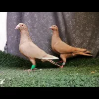 یک جفت زرد و قره زرد