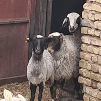 میش رومائوف