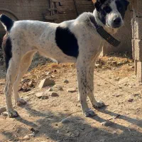 سگ میکس قهدریجان و آلابای