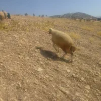 گوسفند