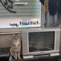 تلویزیون۲۱ اینچ  توشیبا +میز  شیشه ایی و دی ودی