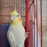 طوطی عروس