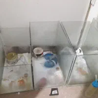 همستر کمپل با اگواریوم ولانه