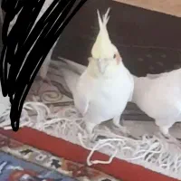 معاوضه با شازده ماده