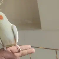 پرنده نر|پرنده|شهرضا, |دیوار