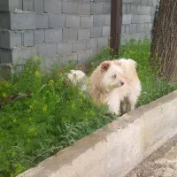 نمیتونم نگهداری